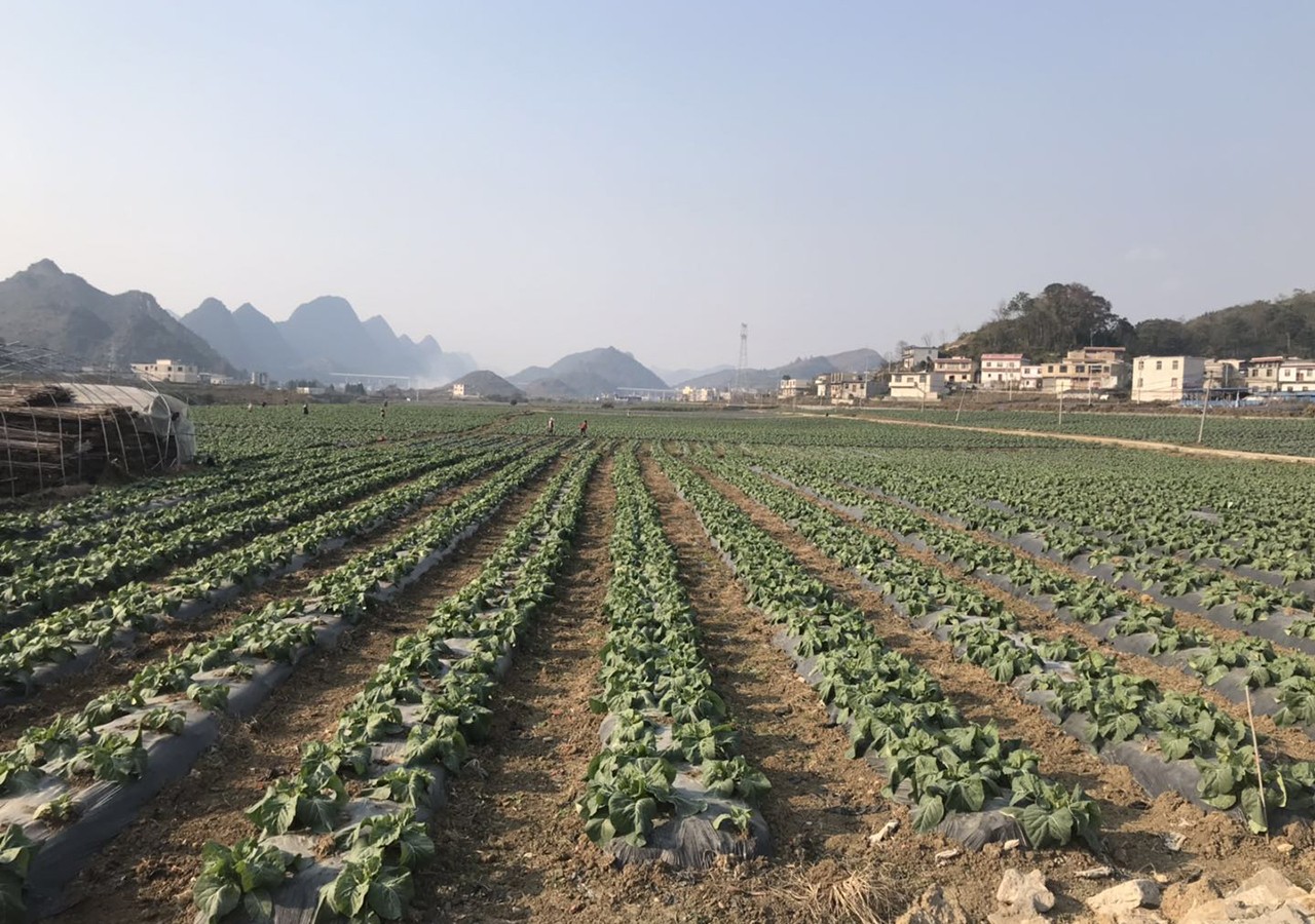 种植完成的蔬菜基地.jpeg