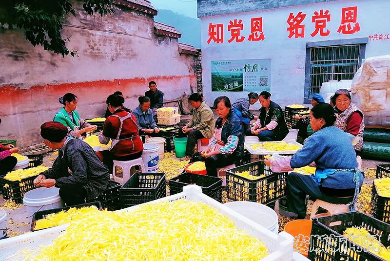 村委旁农户们在处理采摘的金丝皇菊.jpg