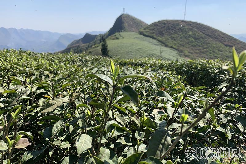 岗乌镇上寨村云雾茶场茶山2.jpg