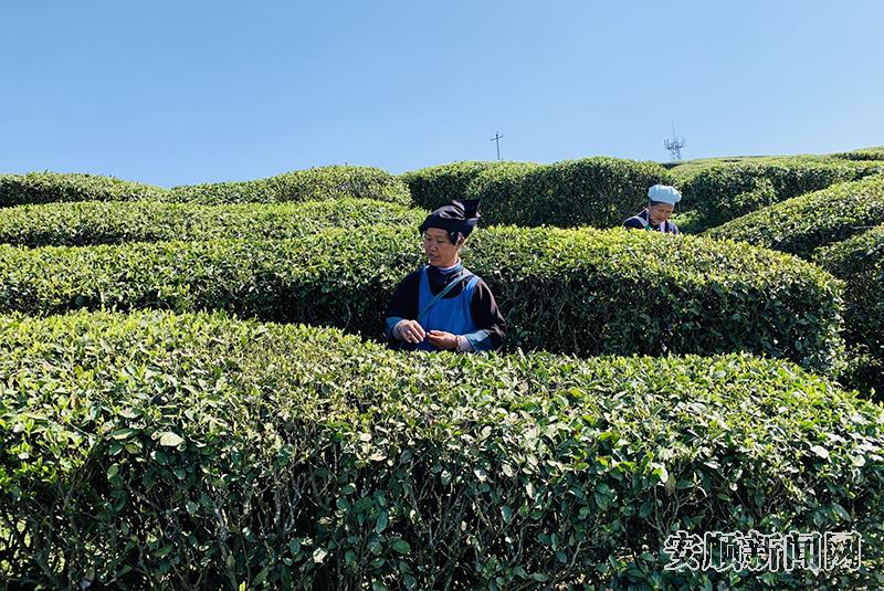 岗乌镇上寨村云雾茶场茶山.jpg