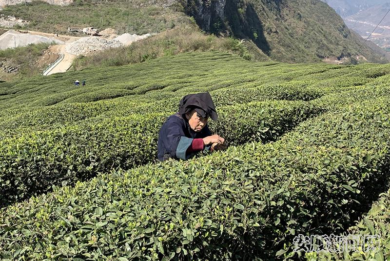岗乌镇上寨村云雾茶场茶山1.jpg