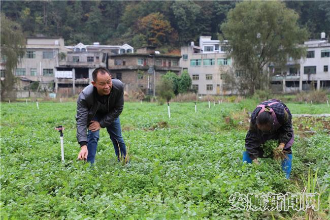 村干部和农户在坝区上和农户一起劳作.jpg