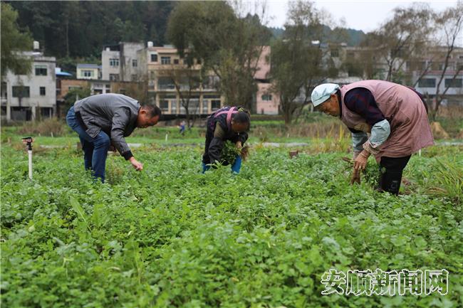 坝区采收蔬菜忙.jpg