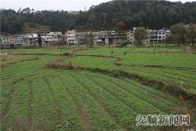 坝区产业兴，美丽村庄如画卷.jpg