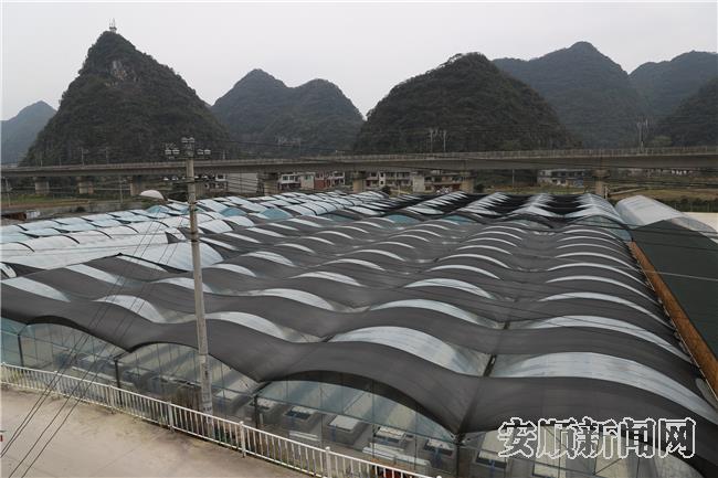 鱼菜共生基地全貌.jpg