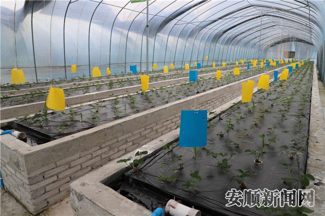 草莓种植大棚.jpg