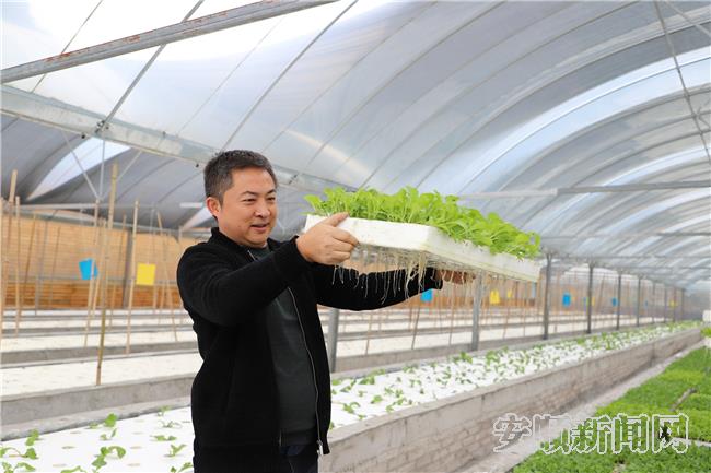 王海展示根系发达的水培蔬菜.jpg