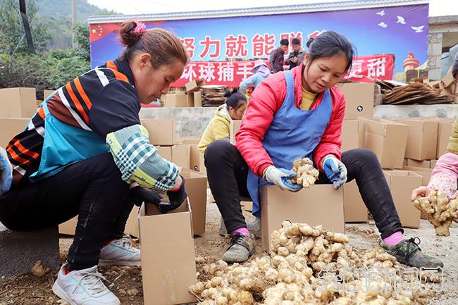 农户正在打包小黄姜.jpg