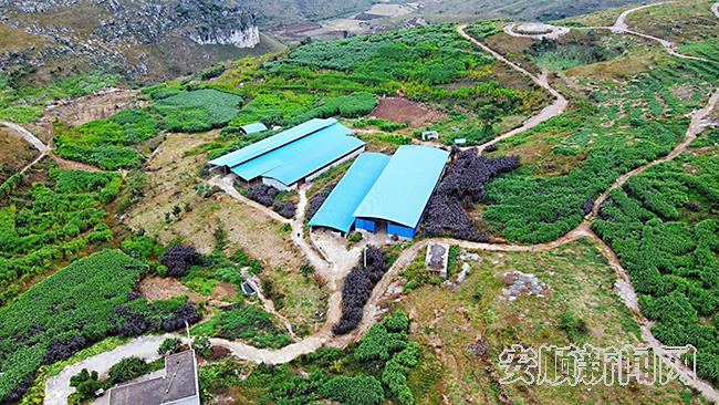 卢长勇在大山里建起了养牛场，种植了大面积的皇竹草.jpg