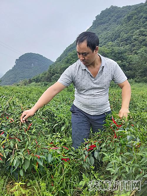 付习贵在田地间查看辣椒长势.jpg