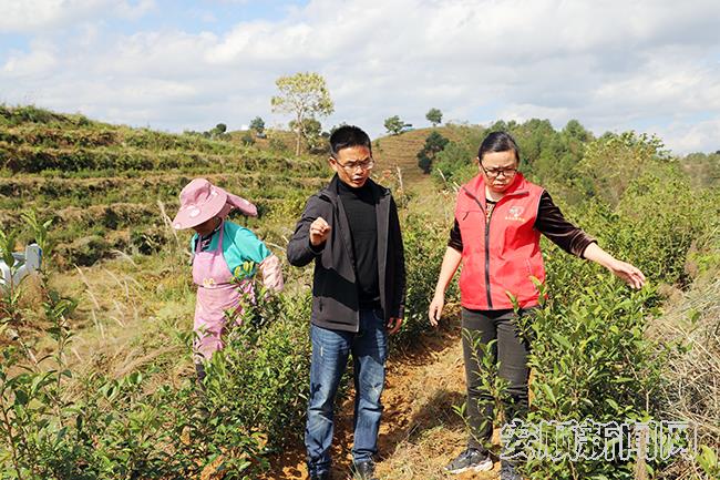 黄兴琴到茶山上查看茶叶长势.jpg