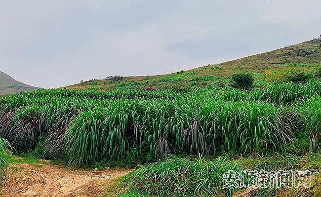 卢长勇种植的皇竹草.jpg