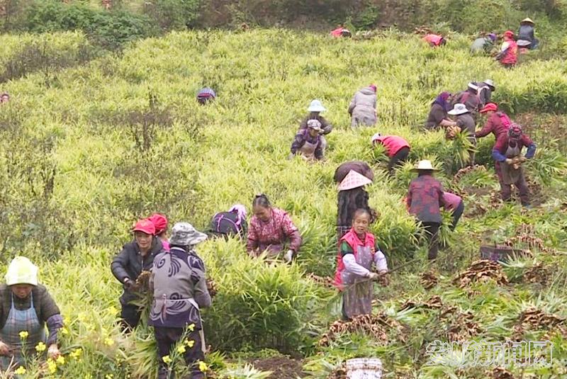 村民在基地里采收黄姜.jpg