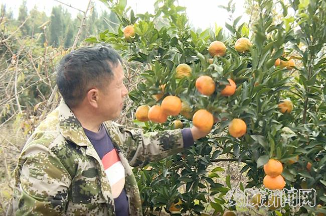 村民杨锦飞查看自家果树成熟情况.jpg