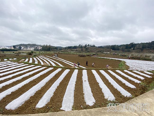 “旧九”产业带蔬菜种植基地.jpg