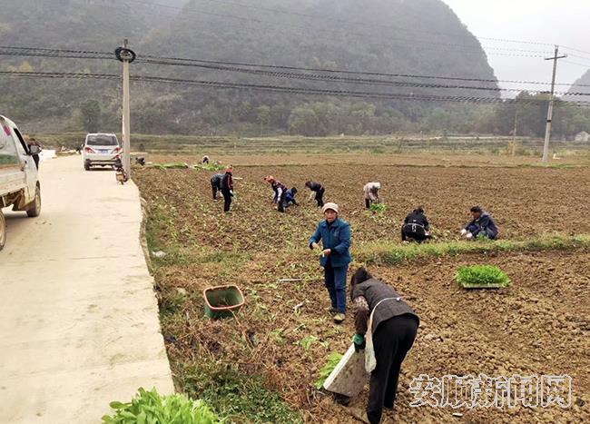 江龙镇村民在坝区收菜.jpg