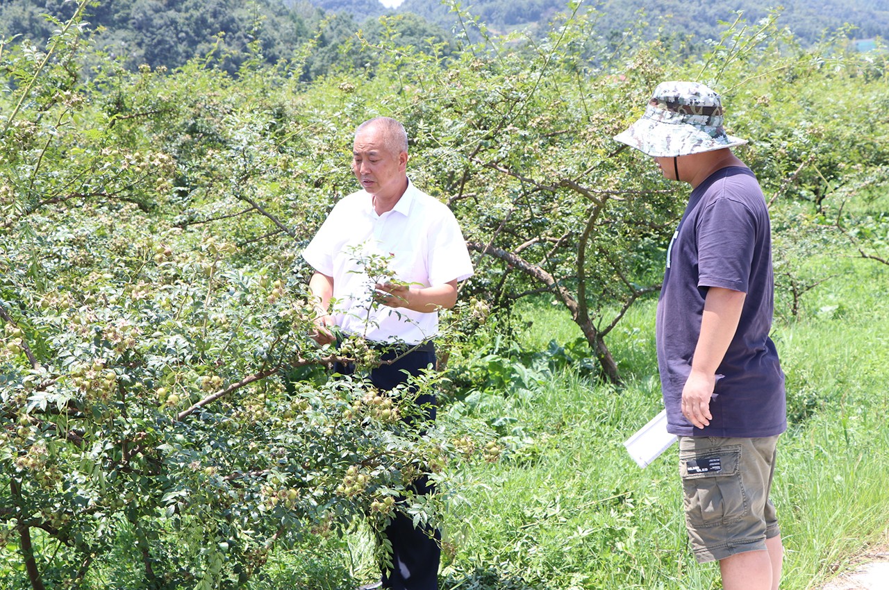 陈大兴查看金刺梨长势.jpg