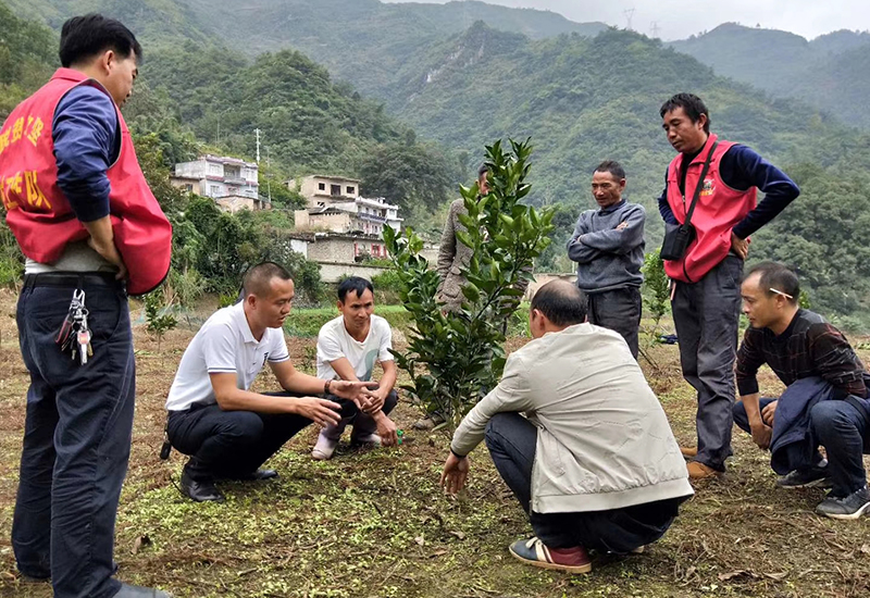 雷丰富（左二）到田间地头给村干部和农户们进行经果林管护培训.jpg
