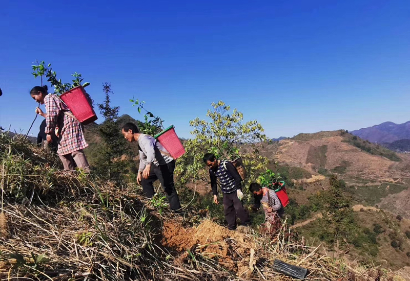 民族村的村民上山种植果苗.jpg