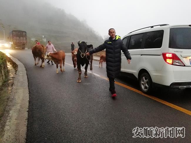 雷蕾在路支村关岭牛养殖场发展之初，牵牛回村.jpg