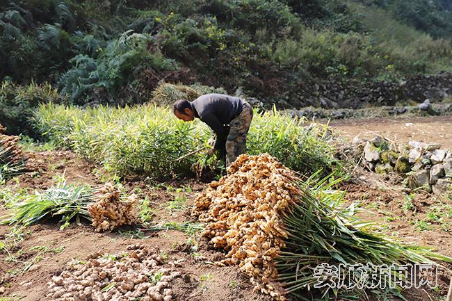 姜农余万昌正在采收小黄姜1.jpg