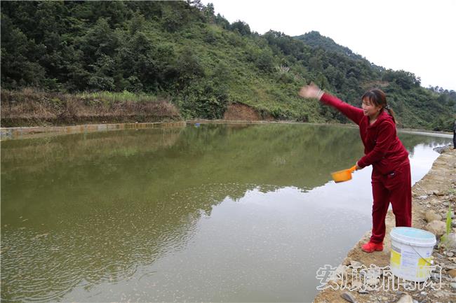 管理员给鱼喂饵.jpg