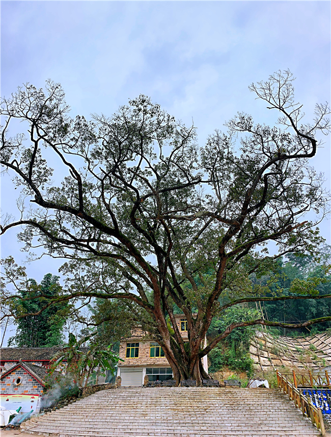木城村村级文化广场上的古榕树.jpg