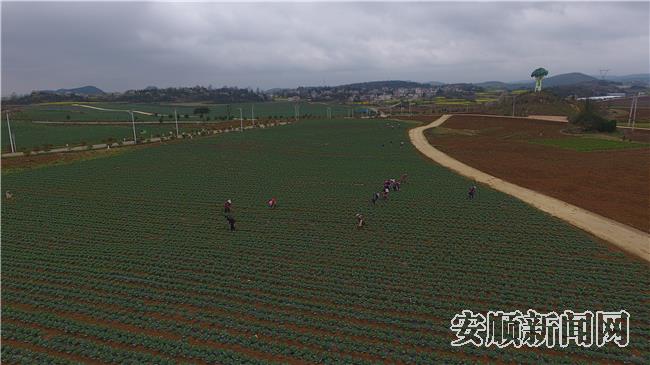 平坝区天龙镇高标准蔬菜基地.jpg