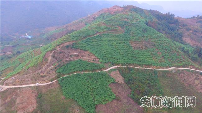 花江镇大力发展饲草产业.jpg