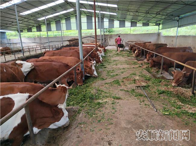 花江镇蓝天白云关岭牛养殖场3.jpg