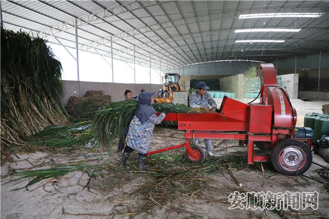 花江镇前锋村关岭牛养殖场饲料加工车间，农户们正在加工饲料2.jpg