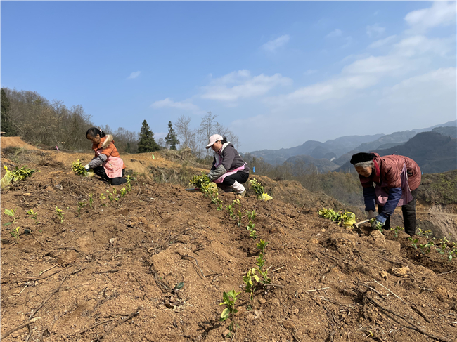 村民们正在种植黄金茶苗.jpg