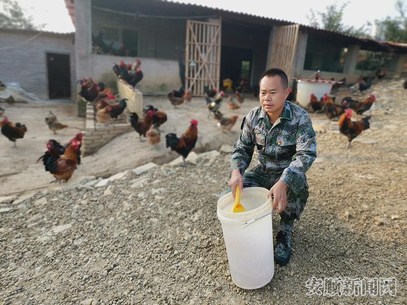 杨启荣在林下生态鸡养殖场劳动.jpg