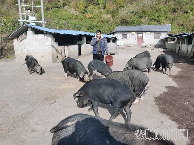 格凸河镇付小文的跑山猪养殖场.jpg