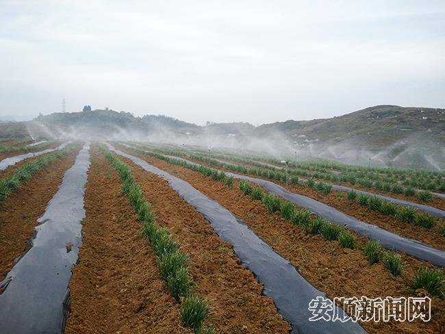 韭黄生态化种植基地.jpg