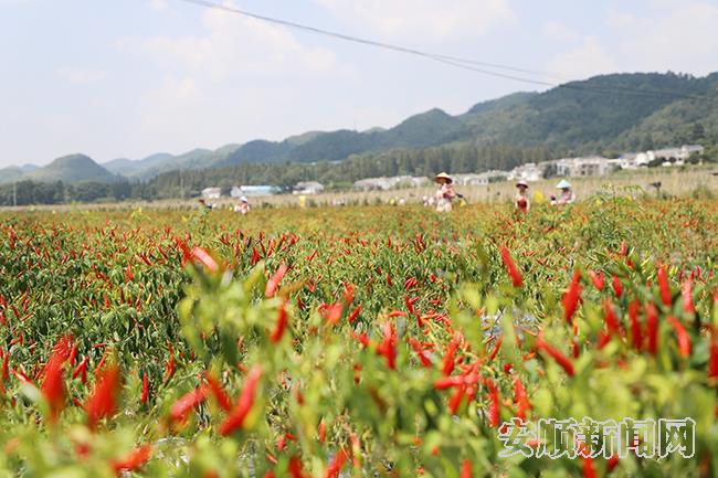 西秀区旧州镇辣椒种植基地.jpg