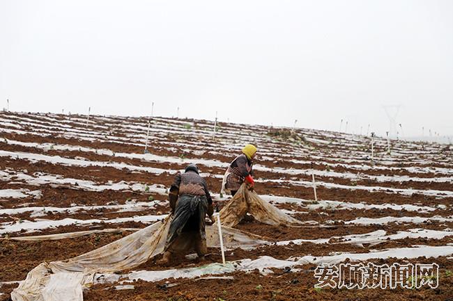 平坝区高标准蔬菜示范基地农户覆膜忙.jpg