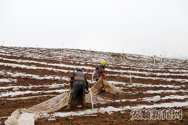 平坝区高标准蔬菜示范基地农户覆膜忙.jpg