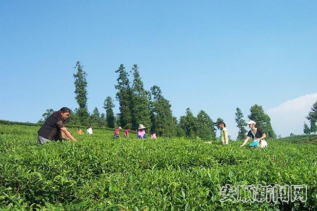 普定县猫洞茶场（资料图）.jpg