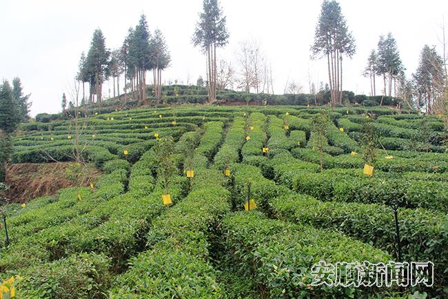化处镇朵贝村茶叶基地.jpg