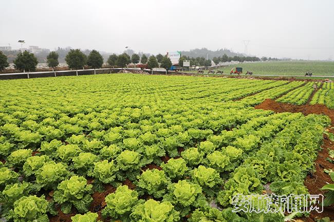 平坝区高标准蔬菜示范基地.jpg