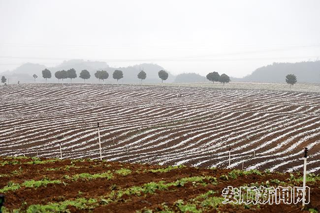 平坝区高标准蔬菜示范基地冬日景色.jpg