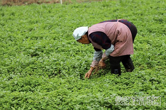 紫云县红院村500亩坝区冬季蔬菜采收忙.jpg