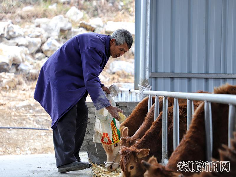 入驻“养殖小区“的农户罗天荣正在喂养自家的关岭牛.jpg