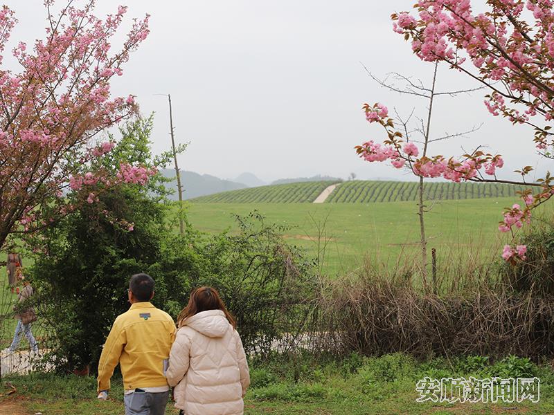 鸡场乡十二茅坡茶旅融合引客来.jpg