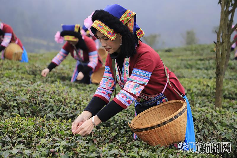 茶农采茶忙.jpg