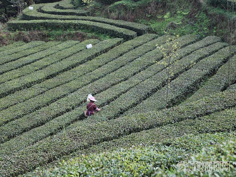 普定县猫洞乡绿源茶业茶山一角.jpg