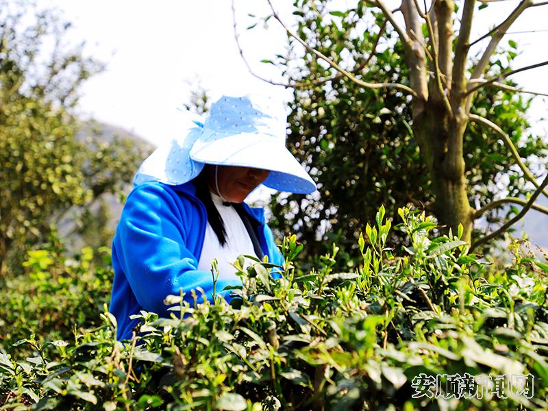 在普利乡南亚村的茶园里，当地群众正在采收茶青.jpg
