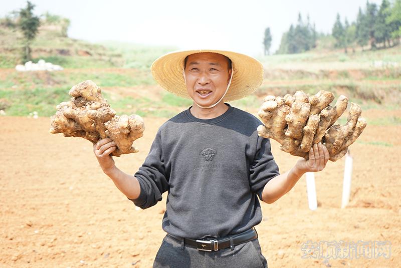 农户手举大黄姜 幸福洋溢在脸上.jpg