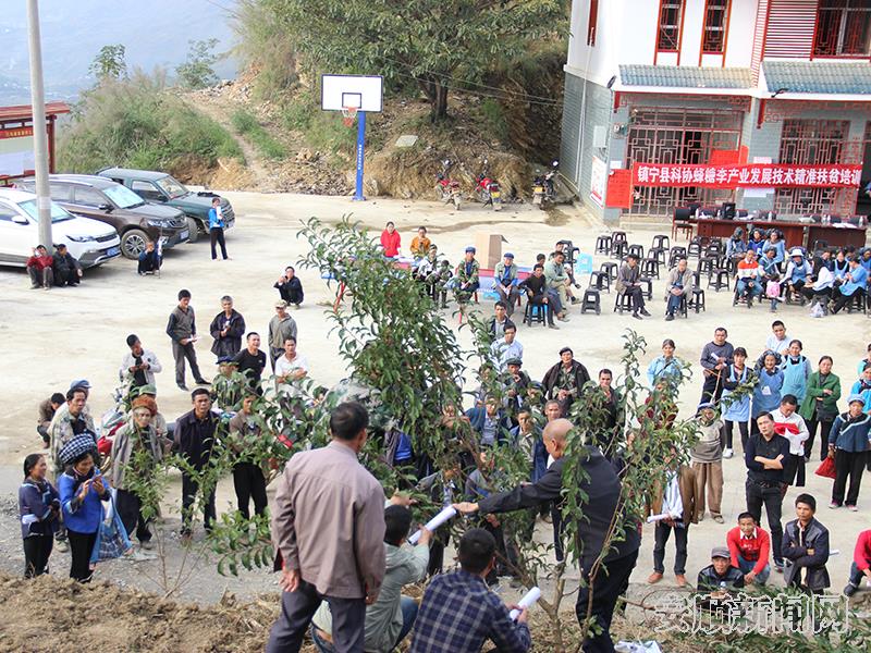 原科技局局长谢家祥在田间地头指导农户管护蜂糖李树苗.jpg